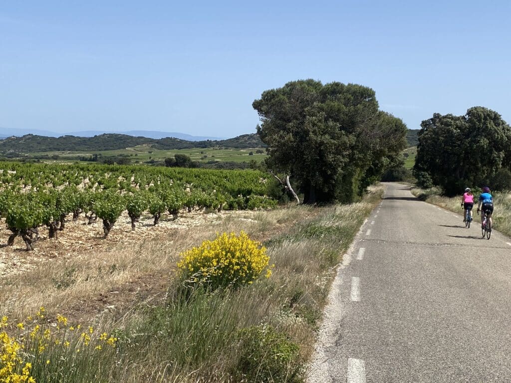 Cycling in the Vineyards