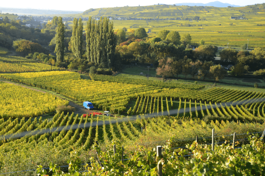Alsace vineyards in the Fall