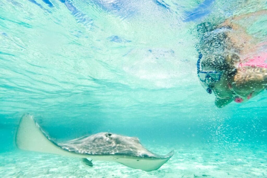 Snorkel with wildlife in Tahiti